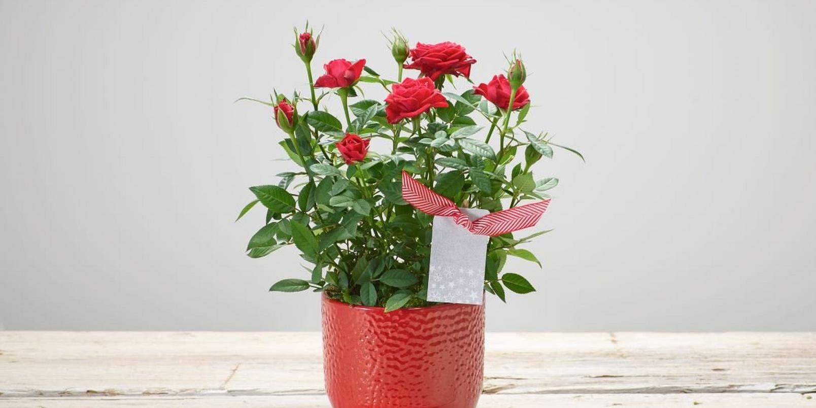 last-minute-christmas-gifts-4