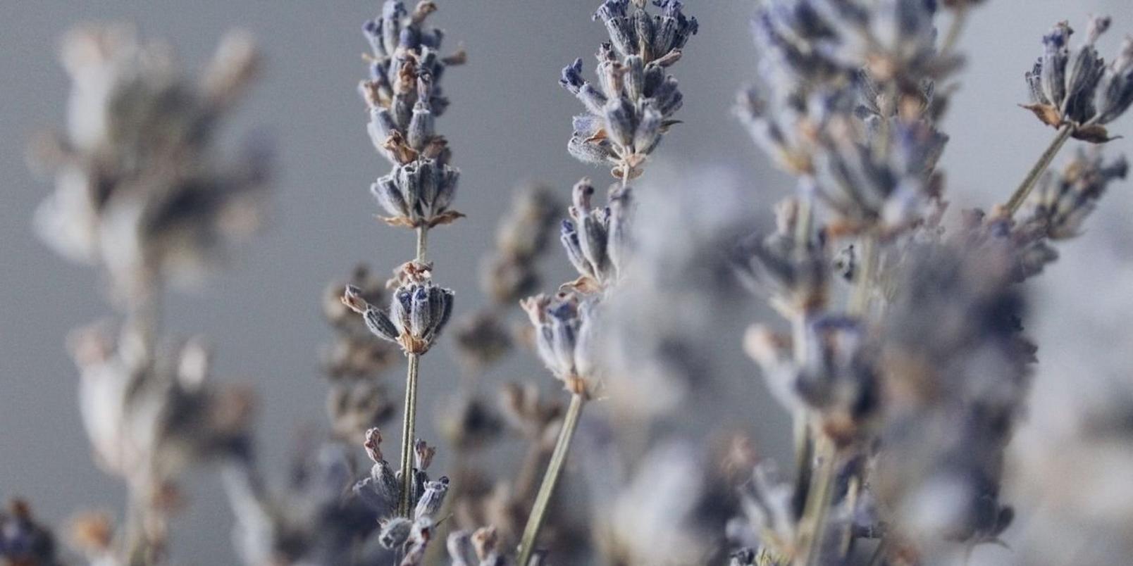 lavender-in-field