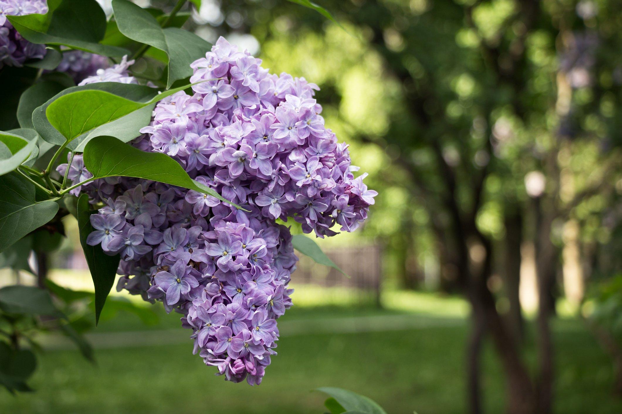 lilac-flower
