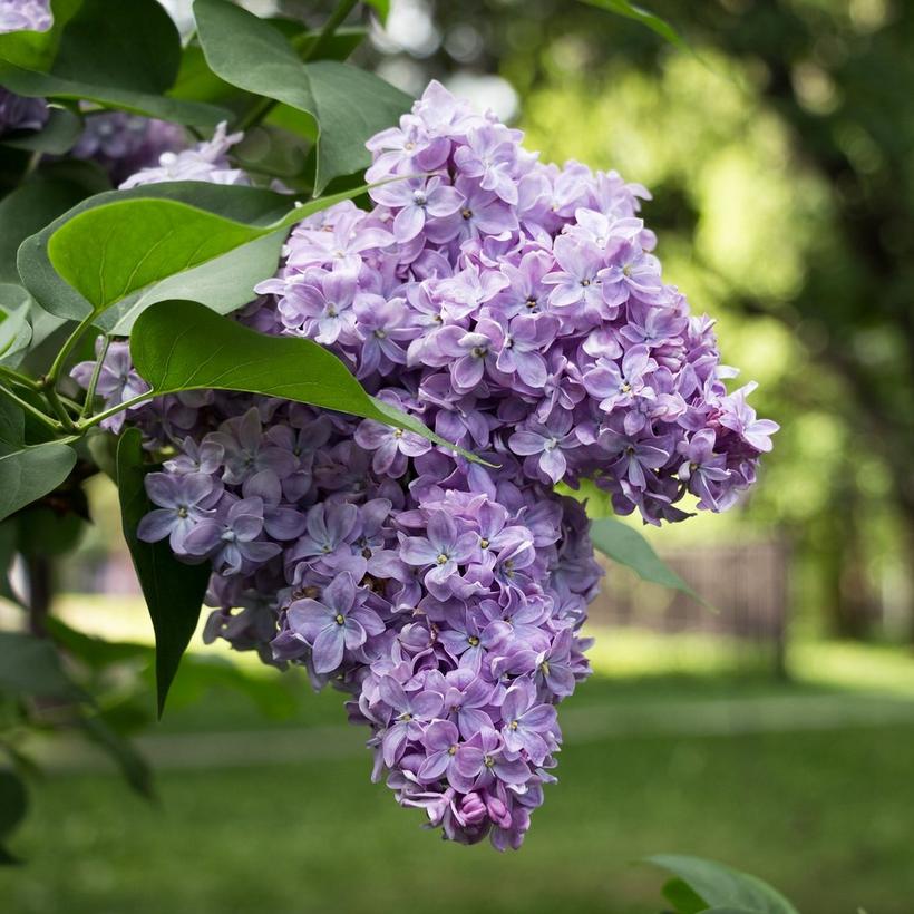 lilac-flower