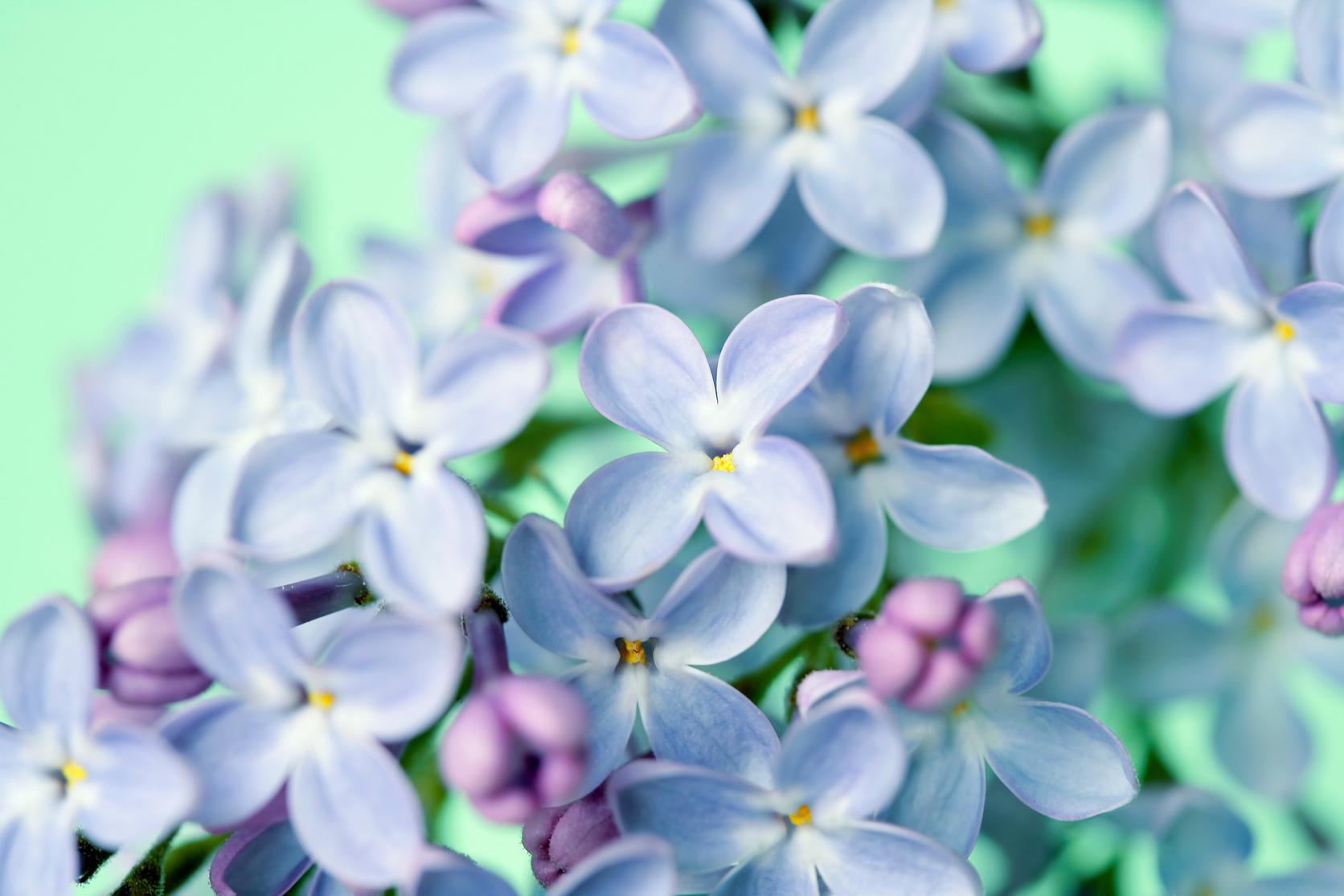 lilac-flowers