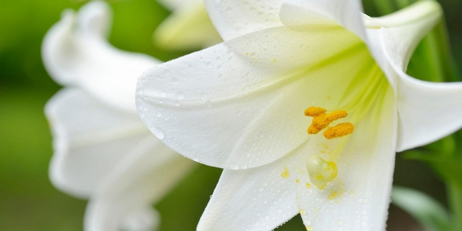 lilies-white-flowers