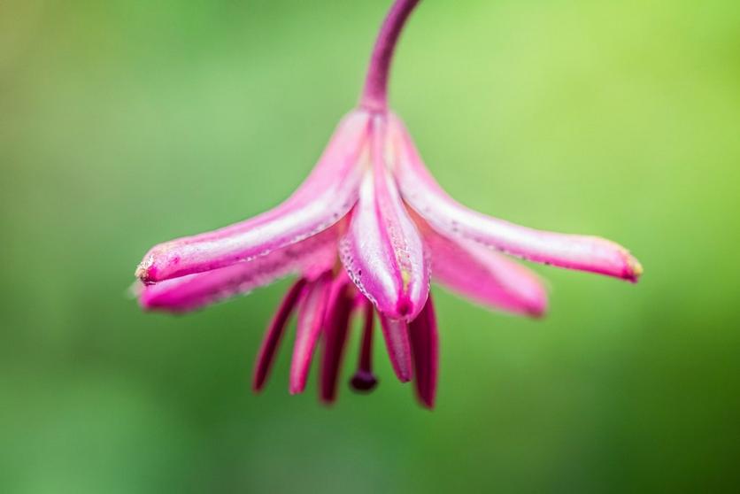 lily-martagon-pink-flower