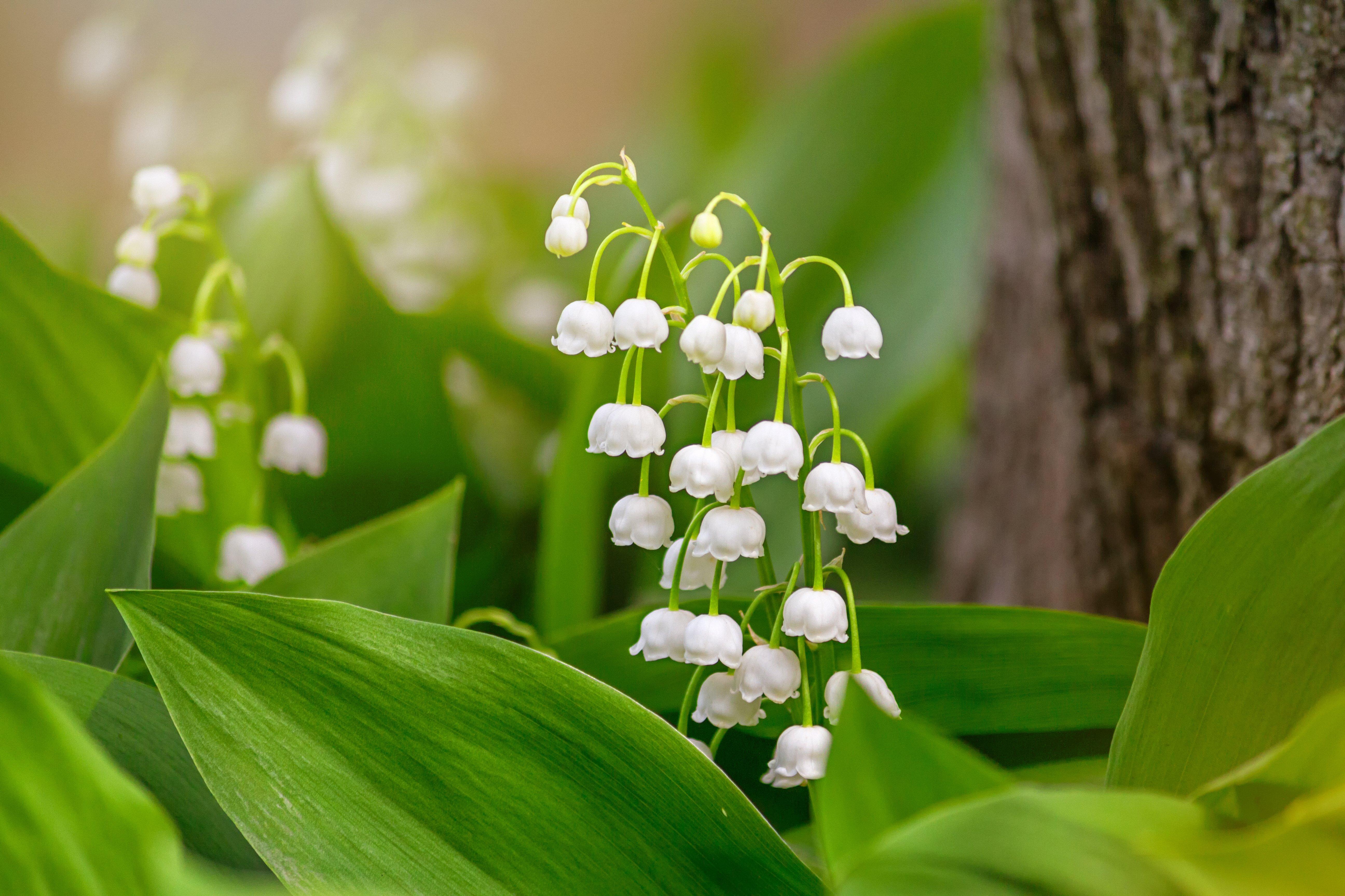 lily-of-the-valley-rosea