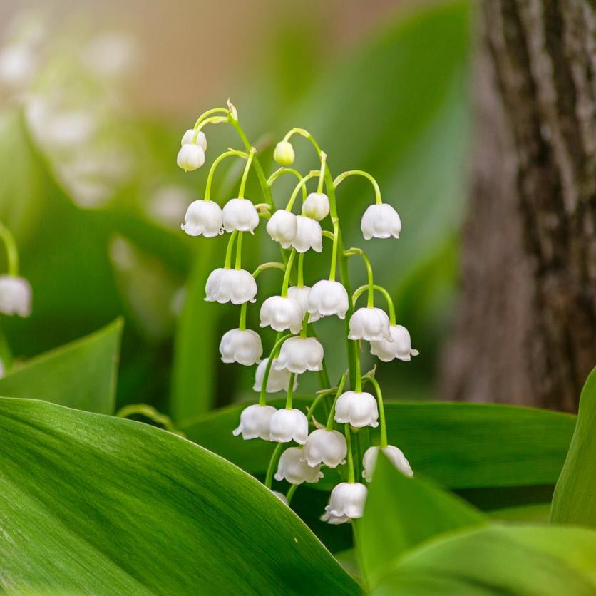 lily-of-the-valley-rosea