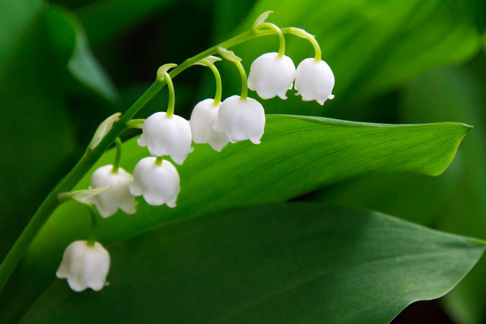 lily-of-the-valley-white-flowers