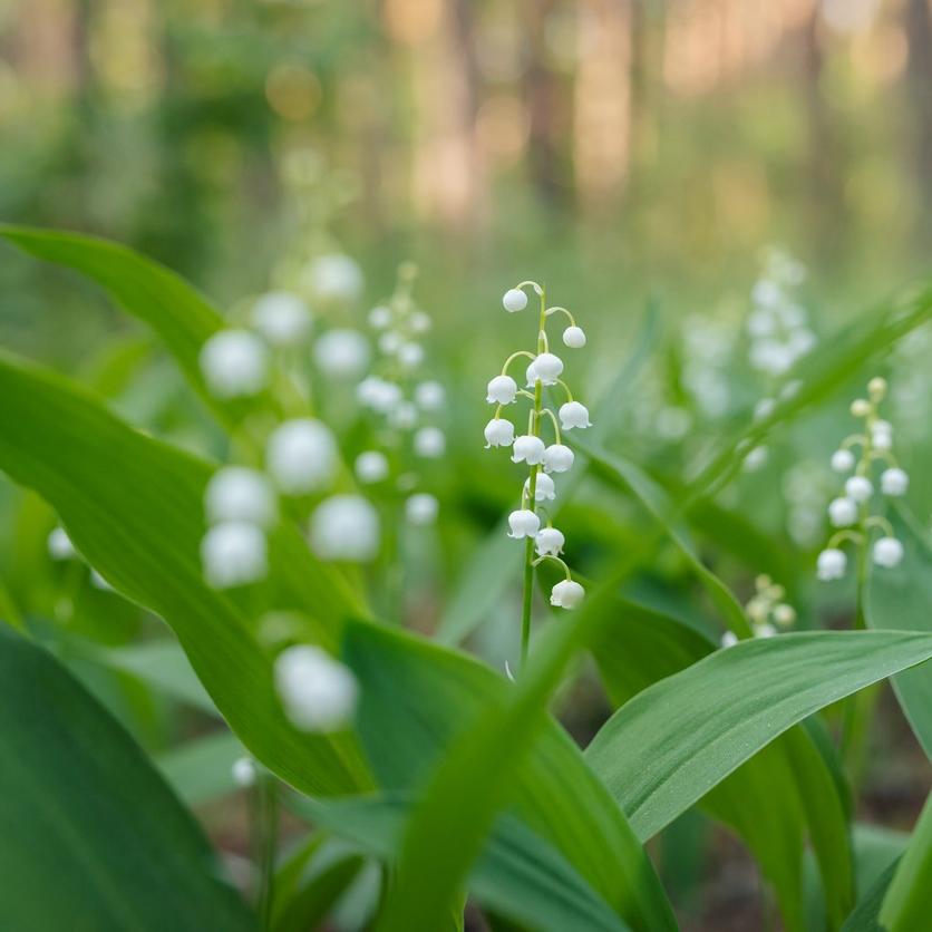 lily-of-the-valley-white