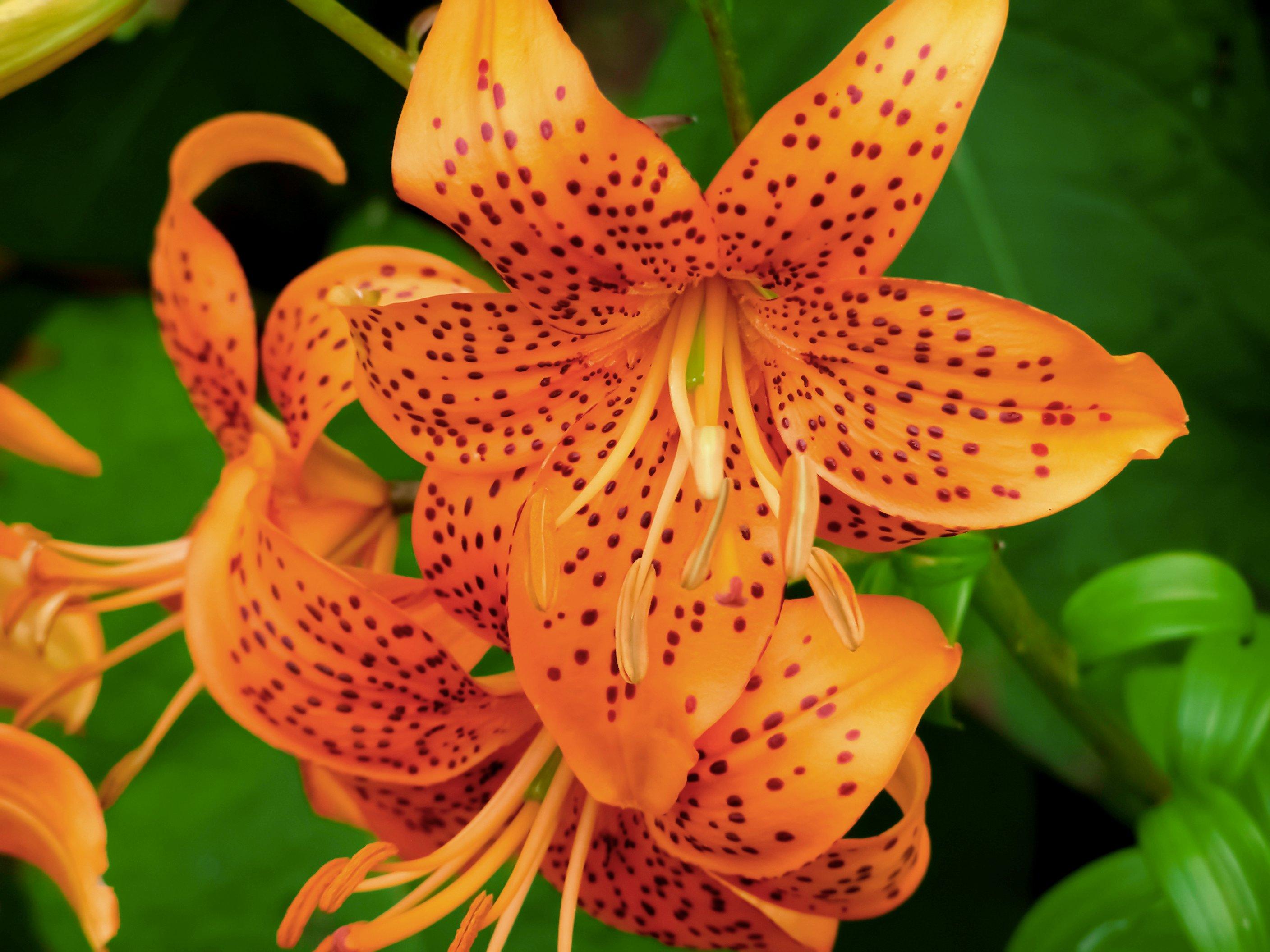 lily-orange-flowers