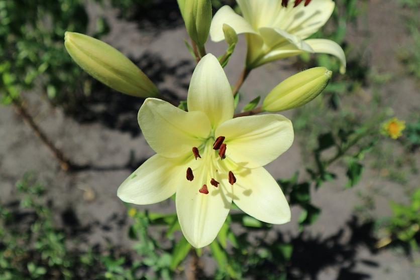 lily-pale-yellow-flower