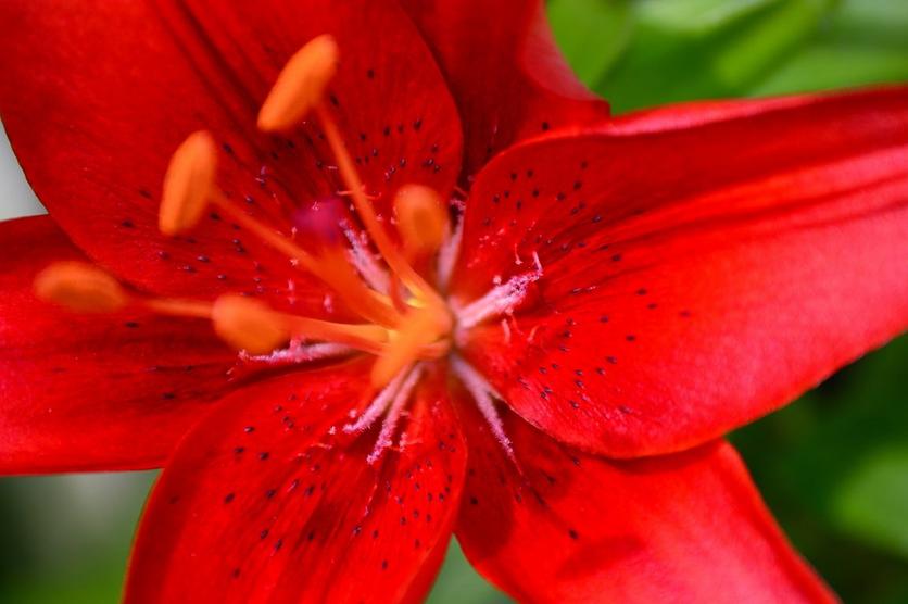 lily-red-flower