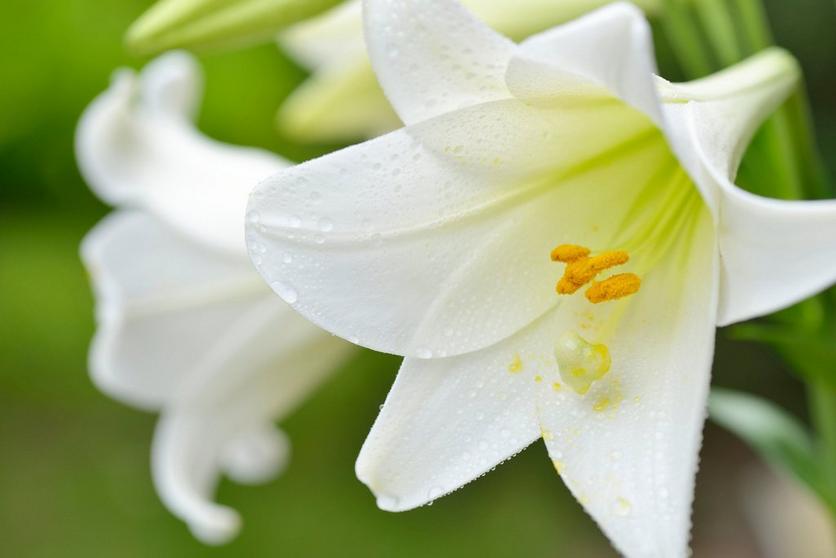 lily-white-flower