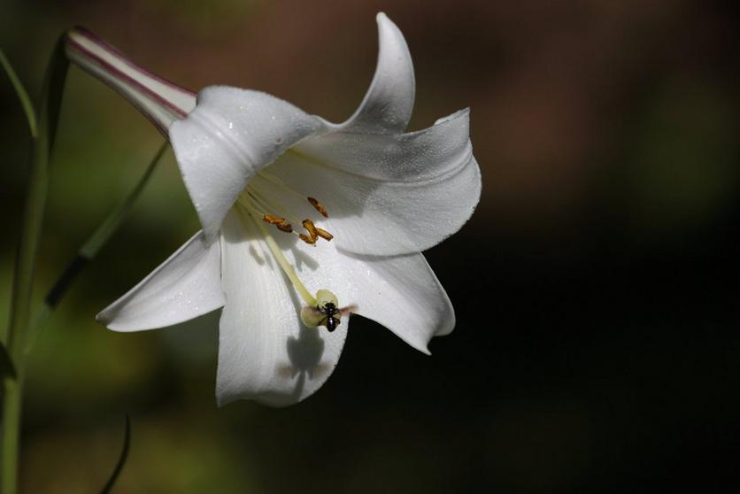 lily-white-single-flower