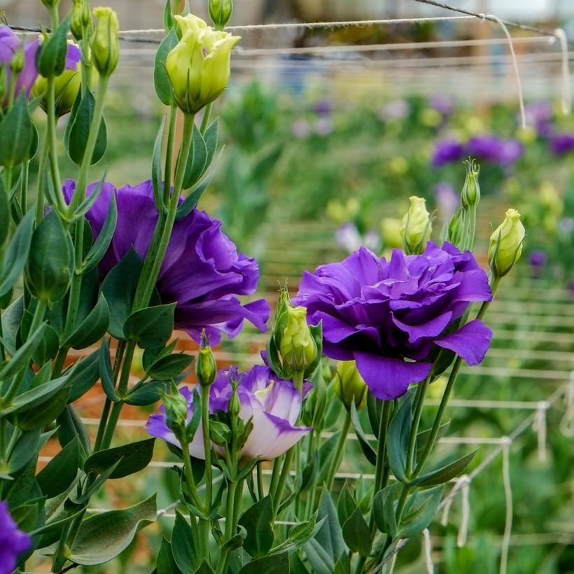 lisianthus-in-bud-purple