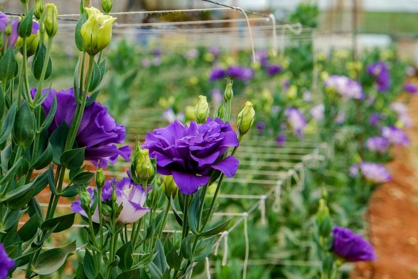 Your Ultimate Flower Guide to Lisianthus | Interflora