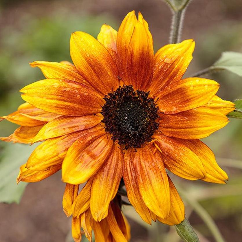 little-becka-sunflower