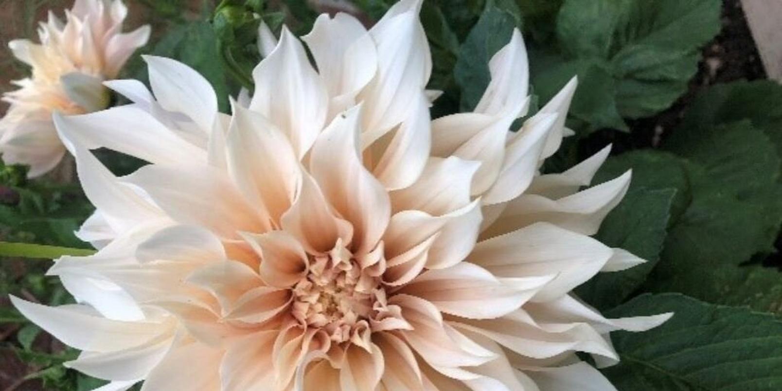 mindfloral-gardening-therapy-kirsty-ward-5