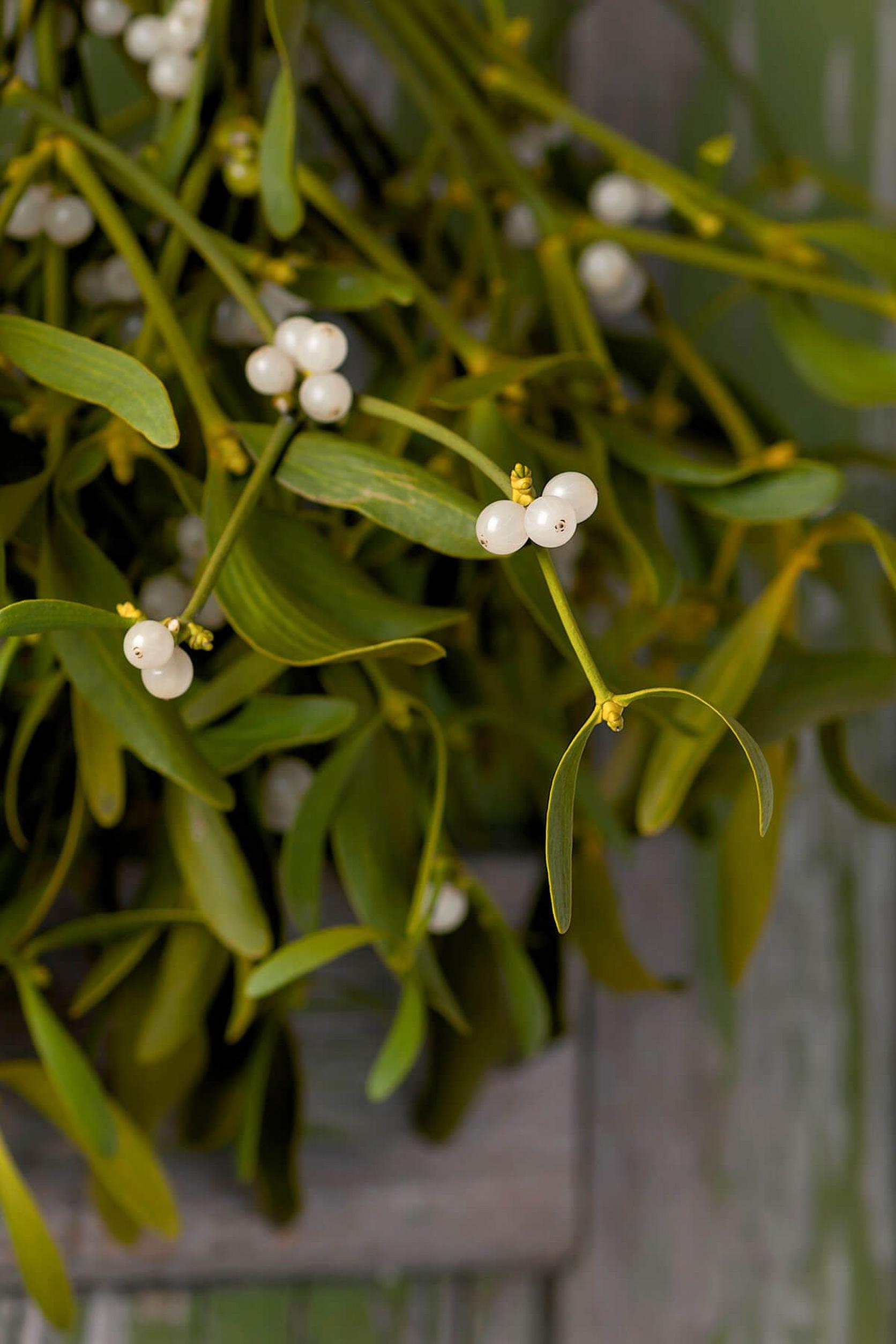 mistletoe-growing-white-flowers