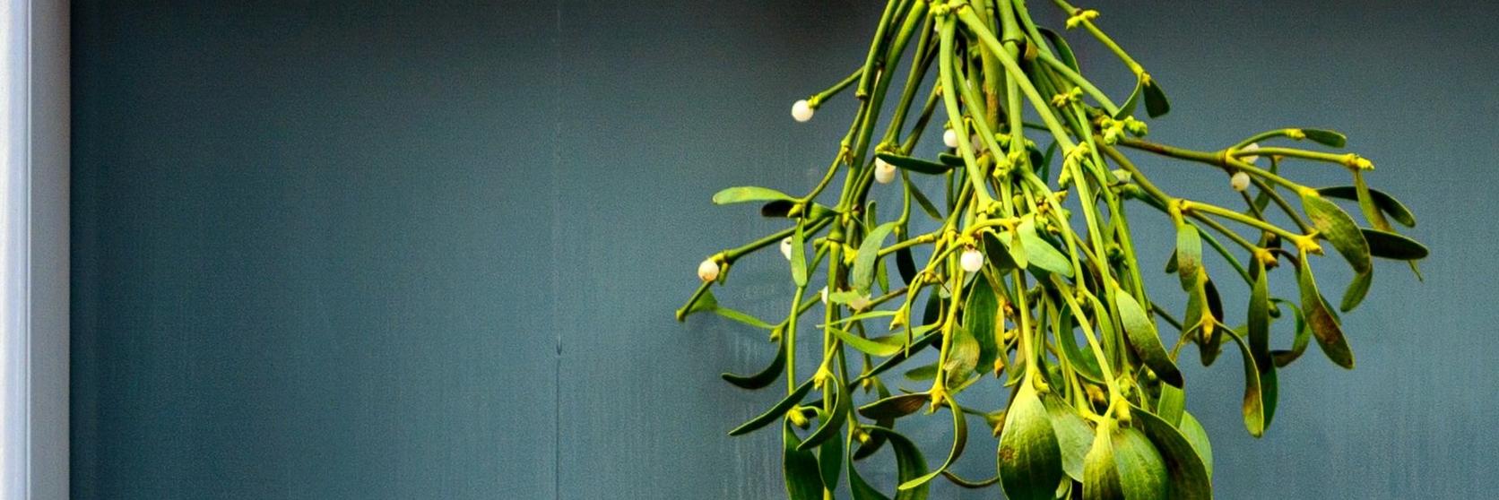 mistletoe-hanging
