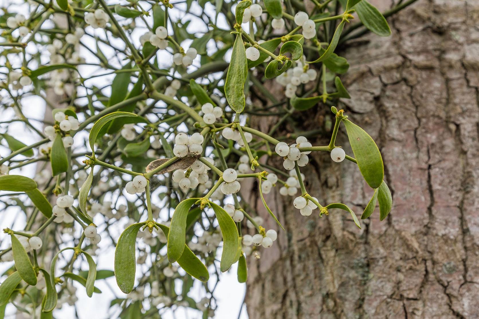mistletoe-on-tree-fresh