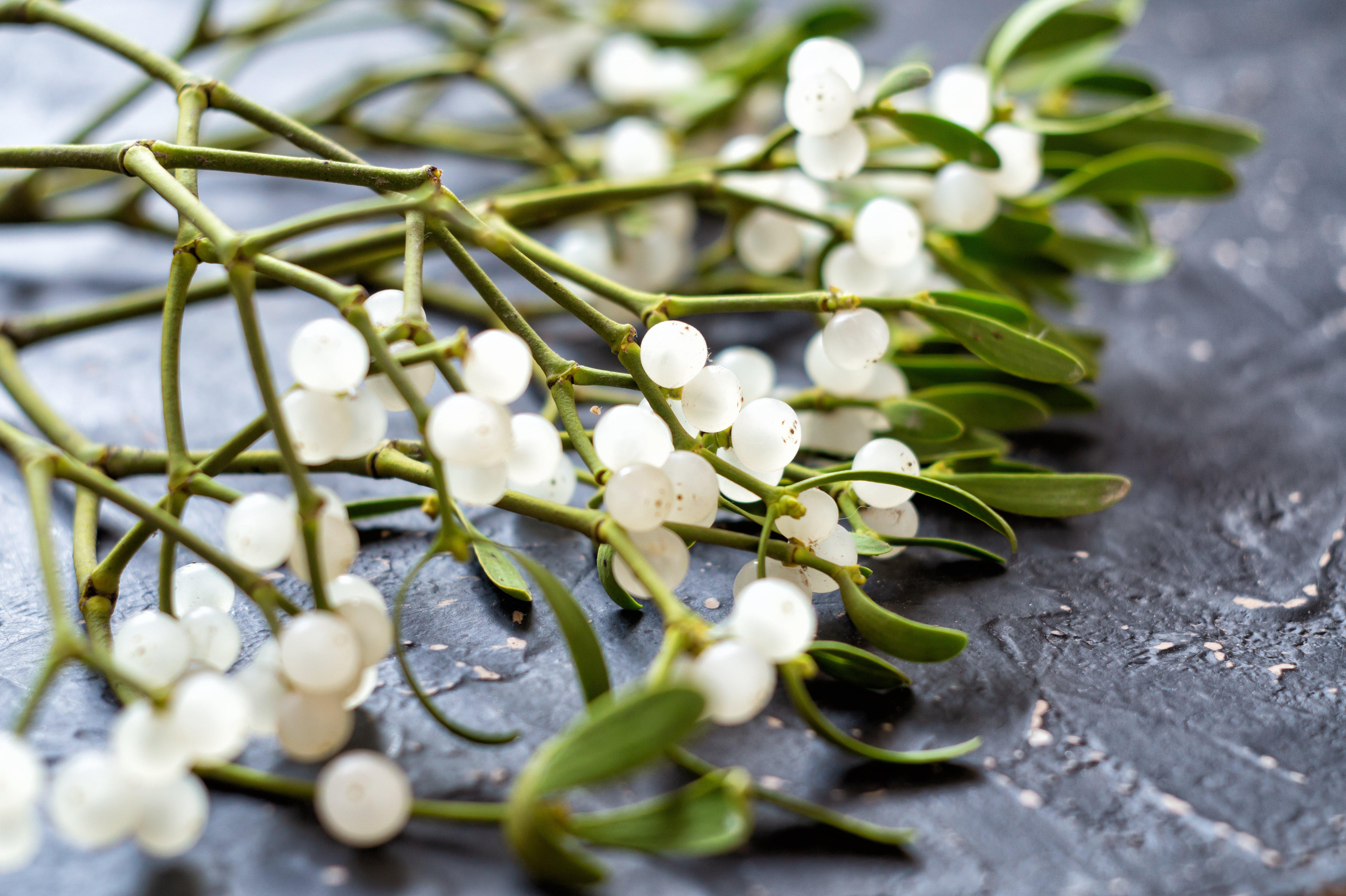 mistletoe-white-stems