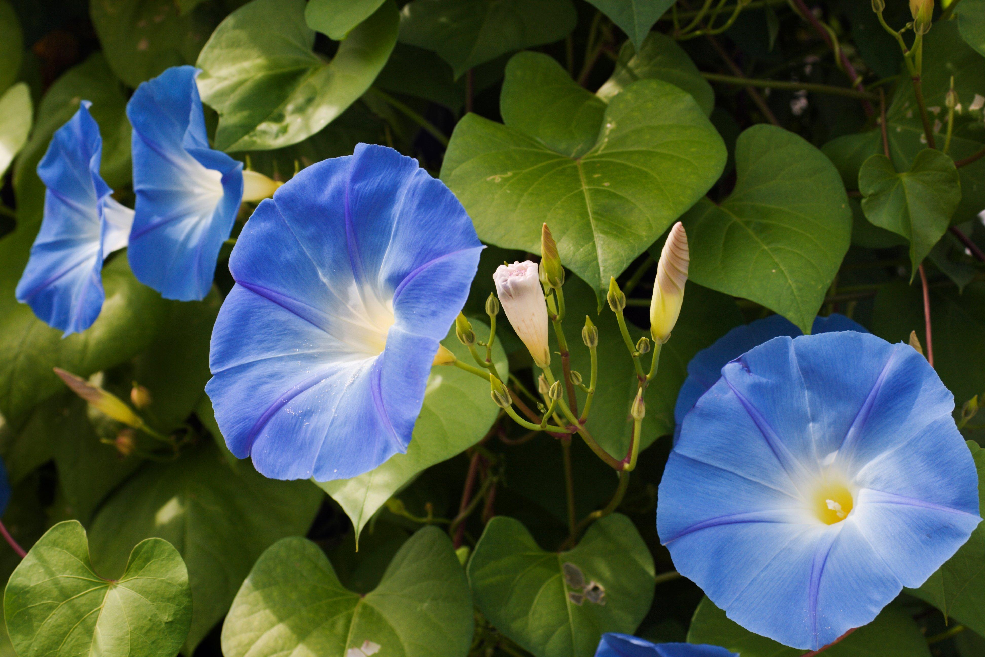 morning-glory