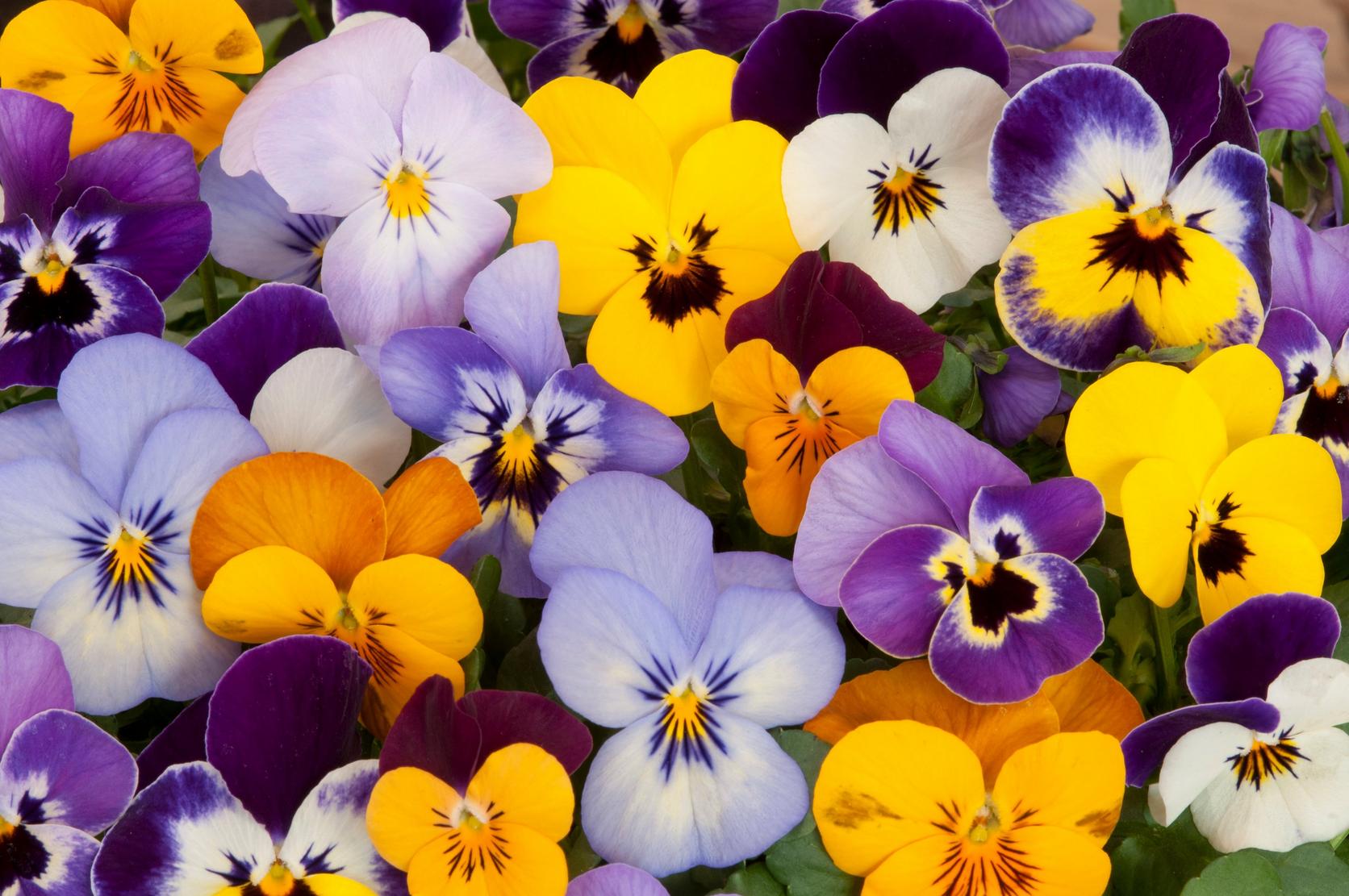 multicoloured-pansy-flowers