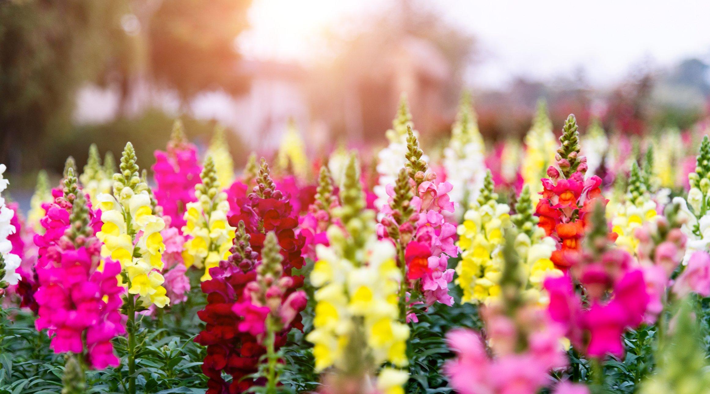 multicoloured-snapdragons-field