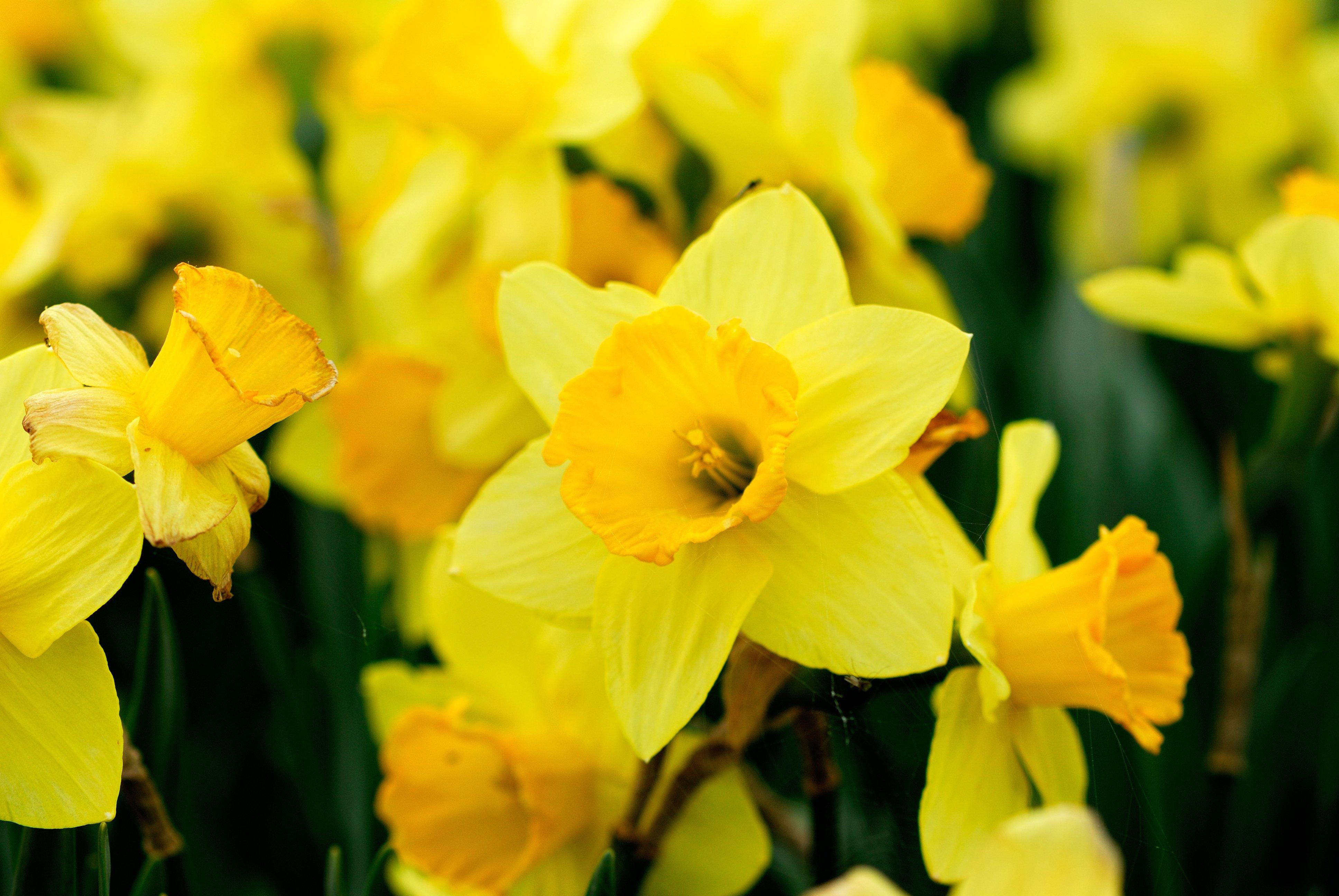 narcissi-yellow-flower