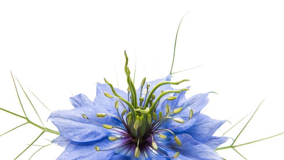 nigella-blue-exotic-flower