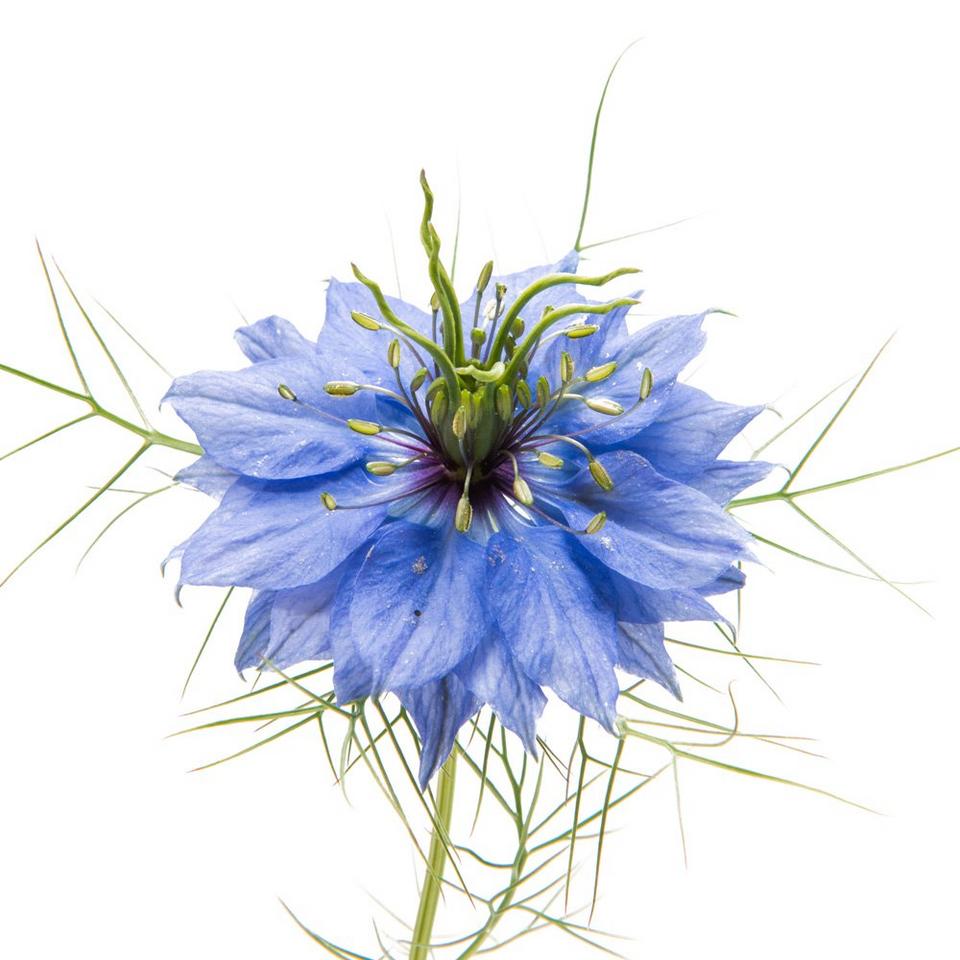 nigella-blue-exotic-flower