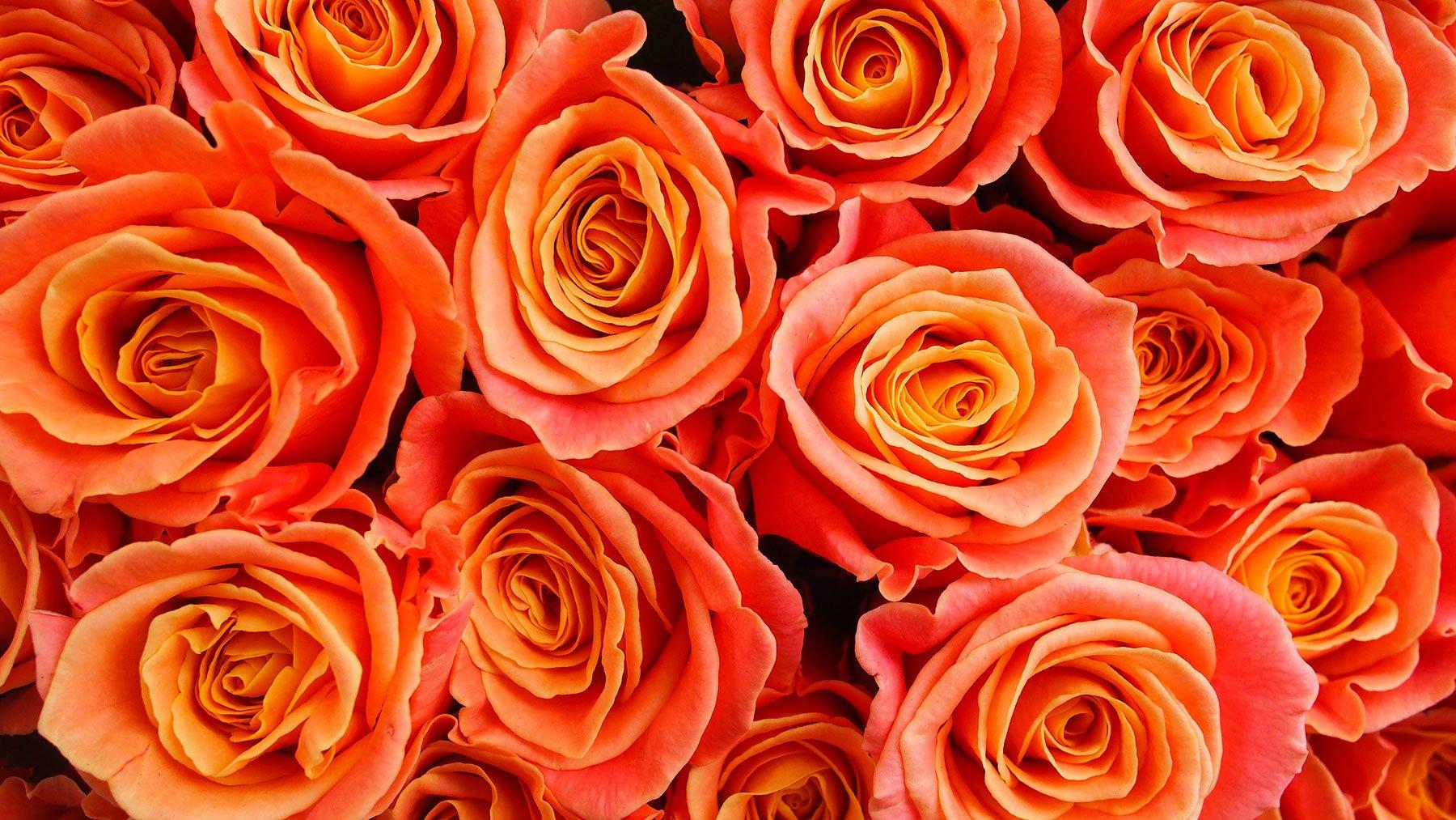 orange-Roses