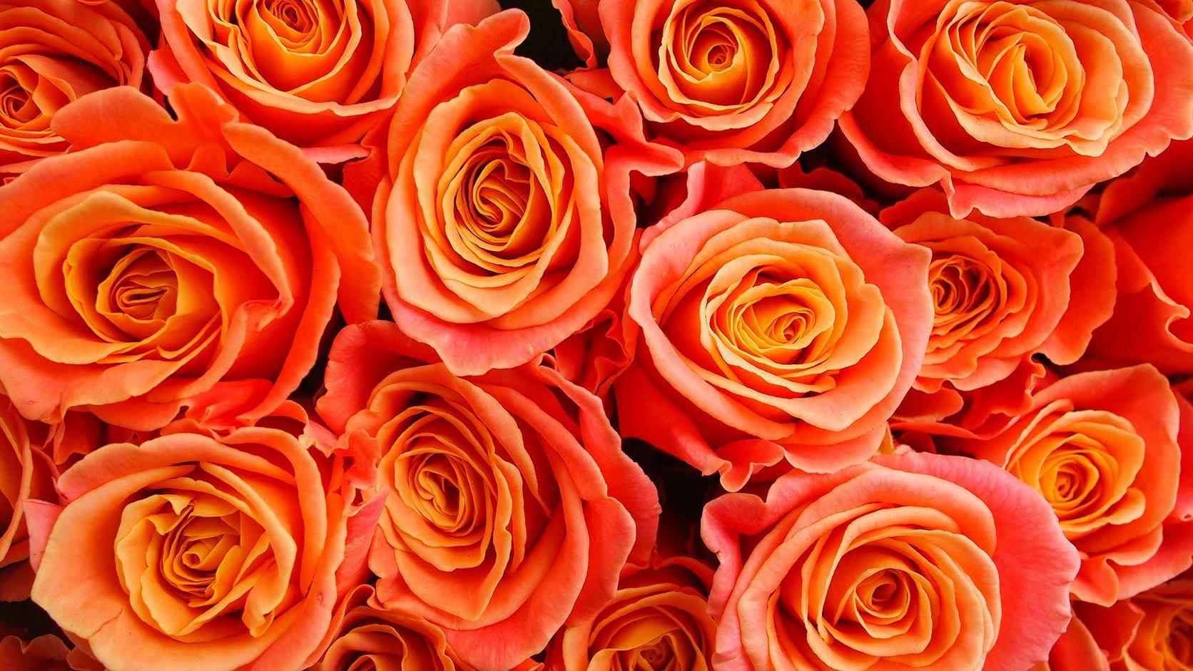 orange-Roses