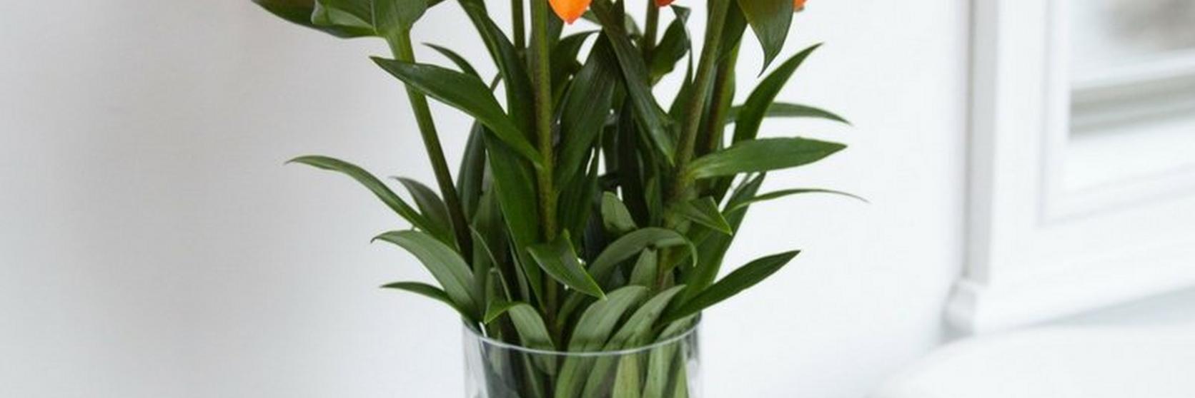 orange-lilies-in-a-vase