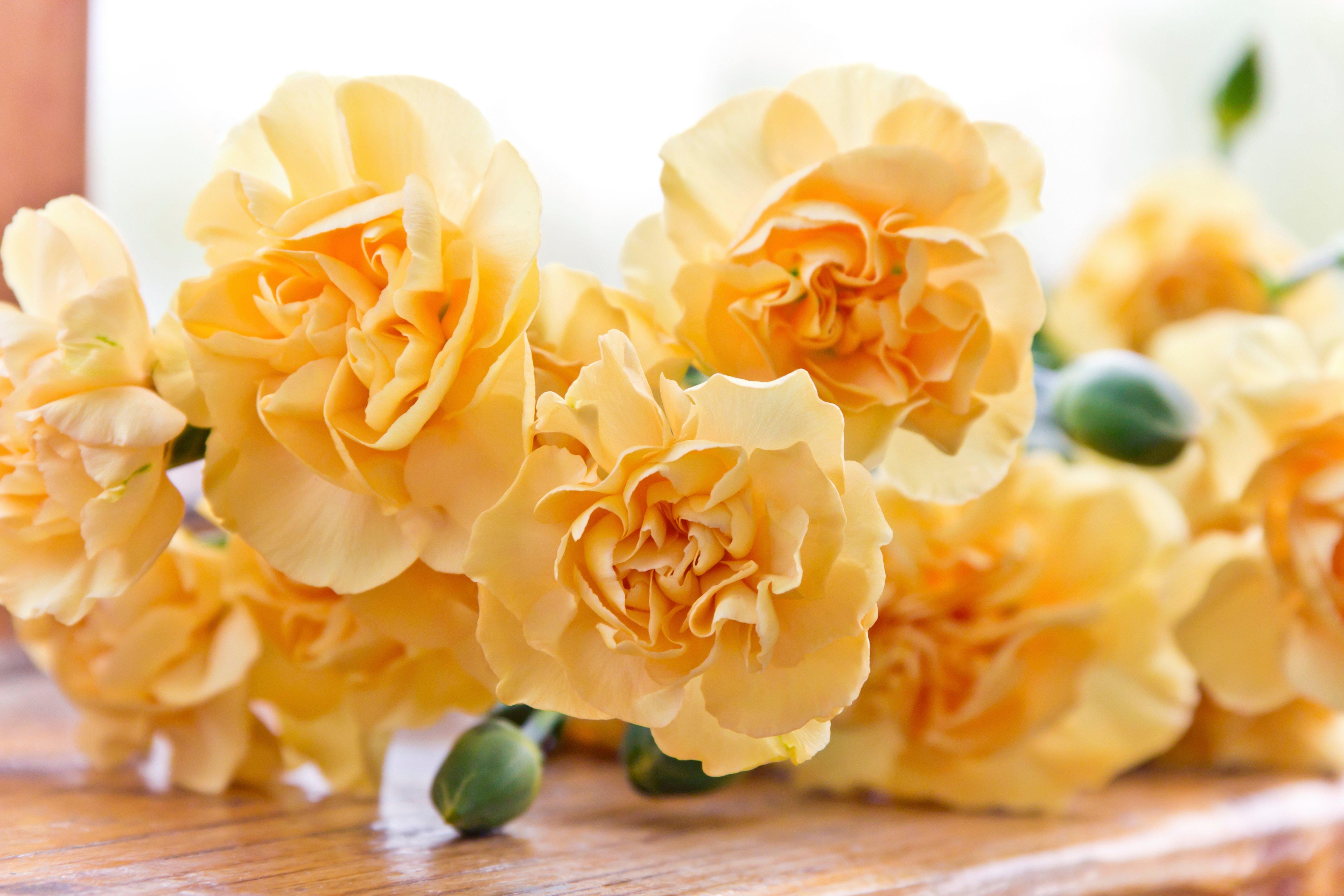 orange-yellow-pastel-carnations
