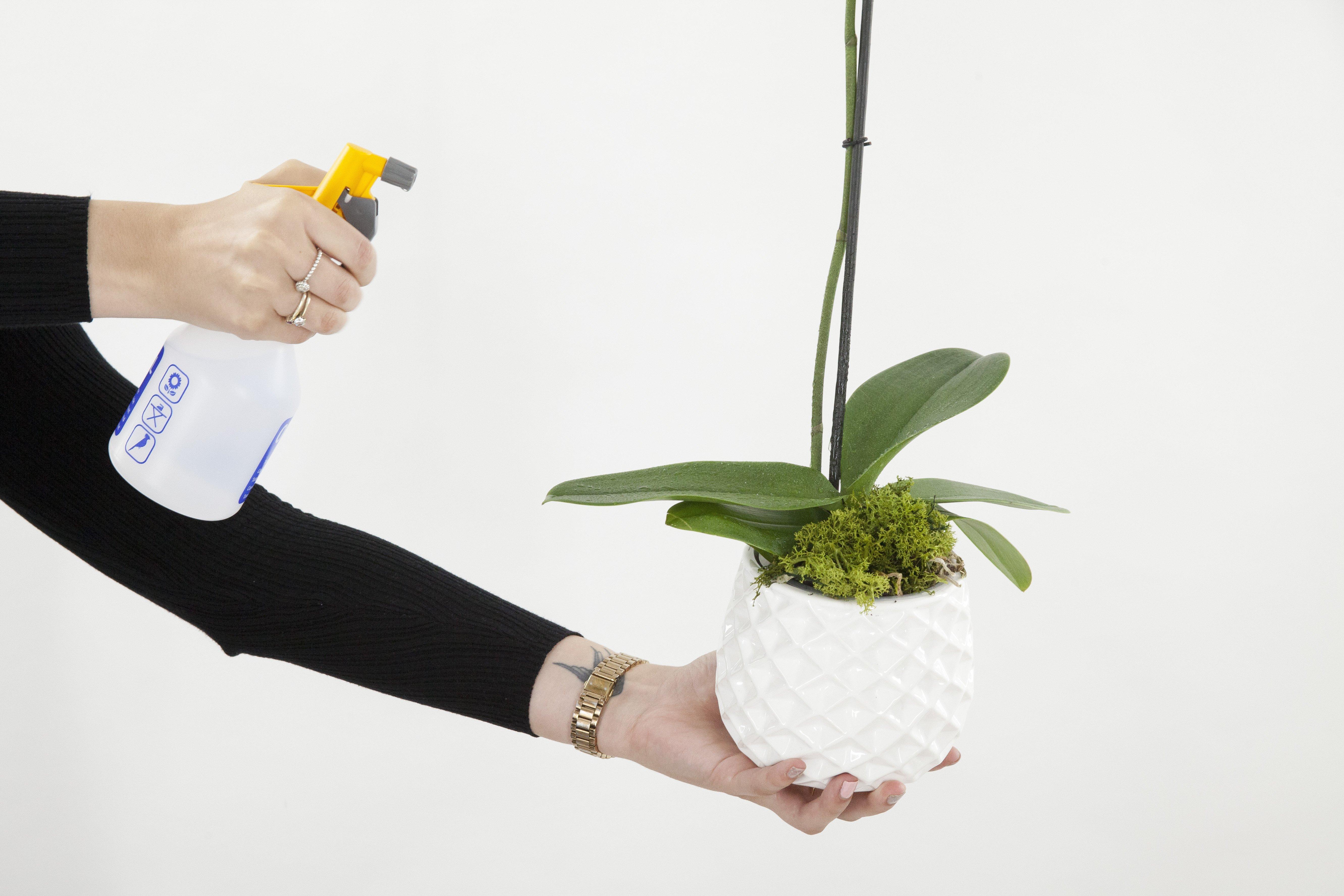 orchid-care-spray-plant