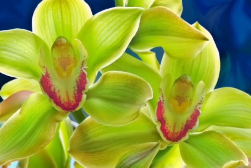 orchid-green-flowers