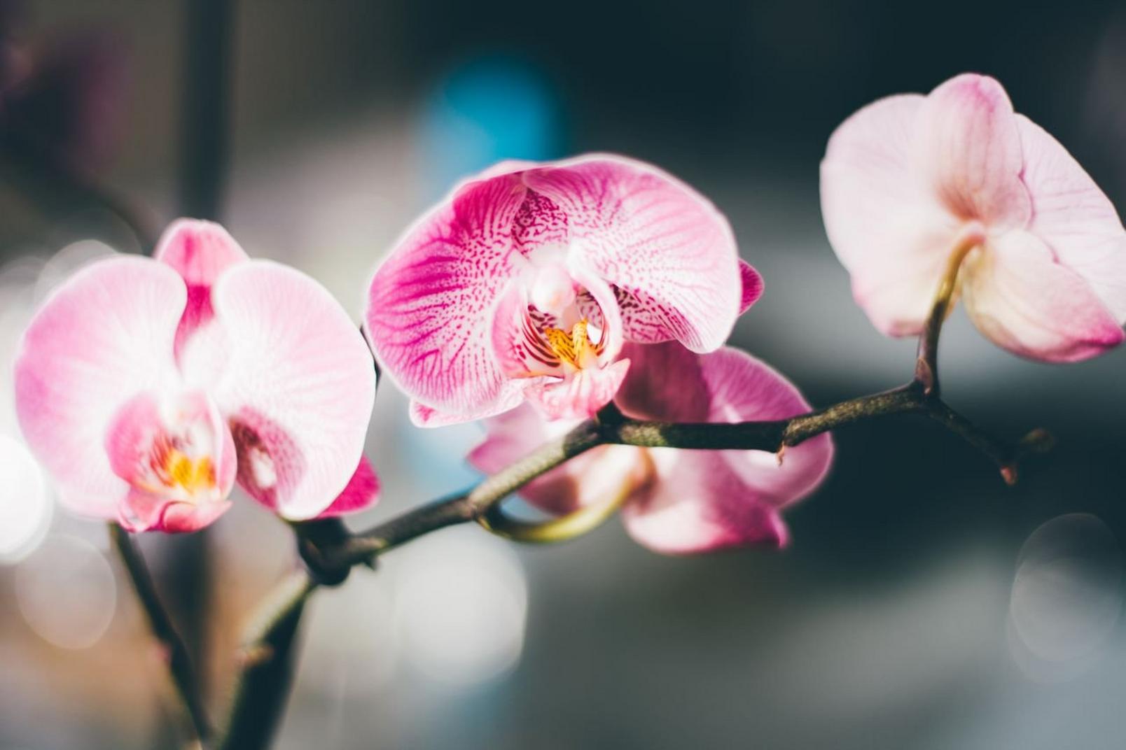 orchid-pink-flowers