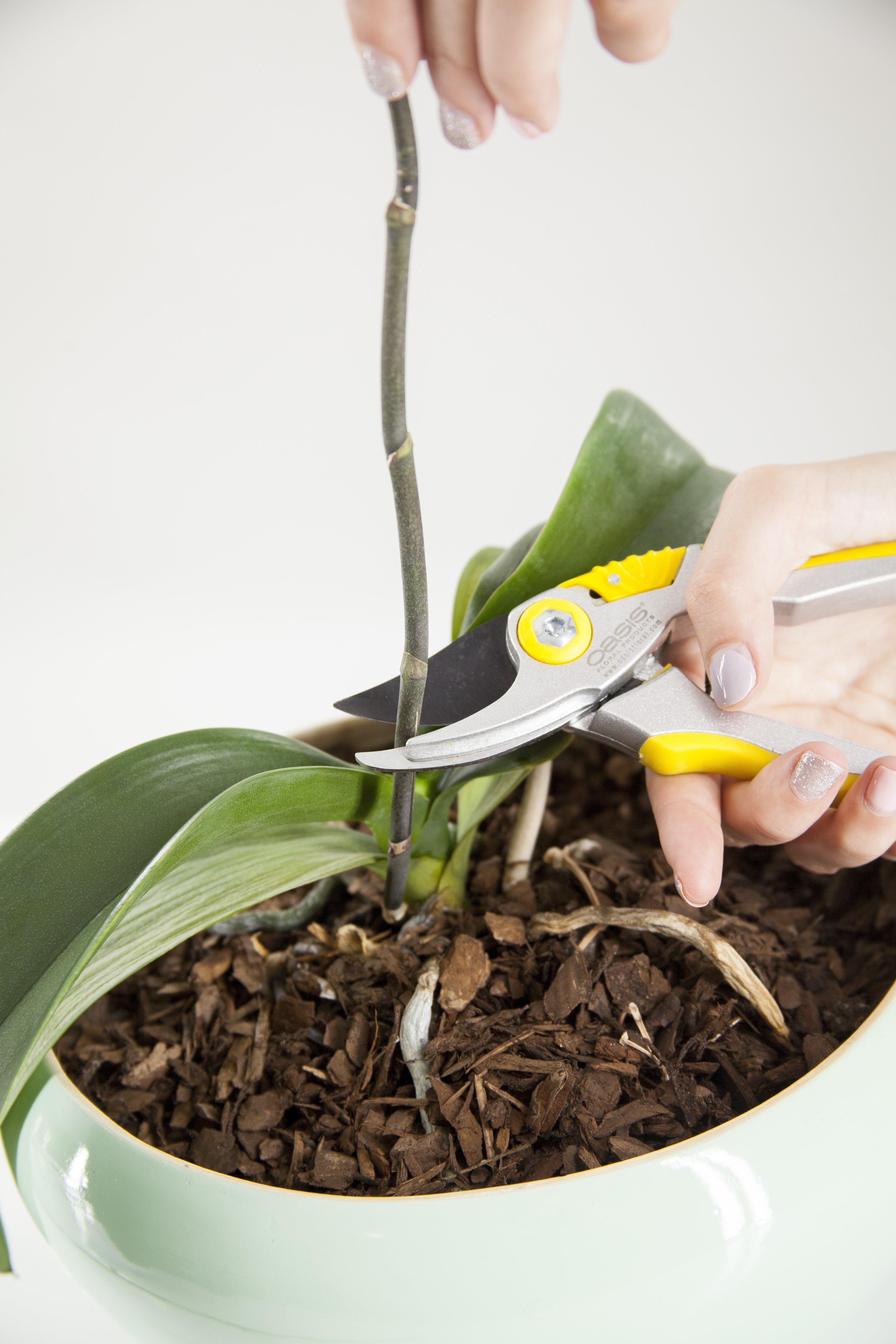 Pruning orchids deals