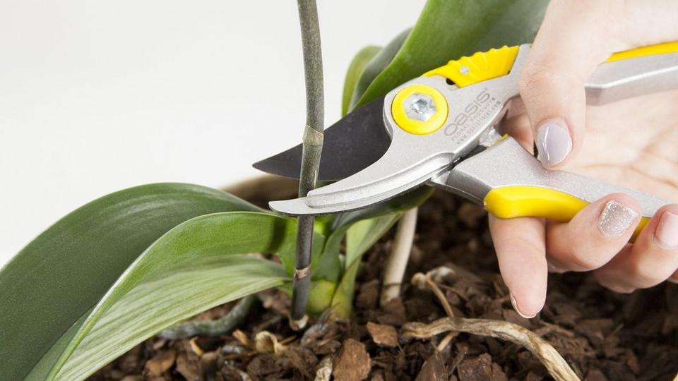 orchid-pot-prune