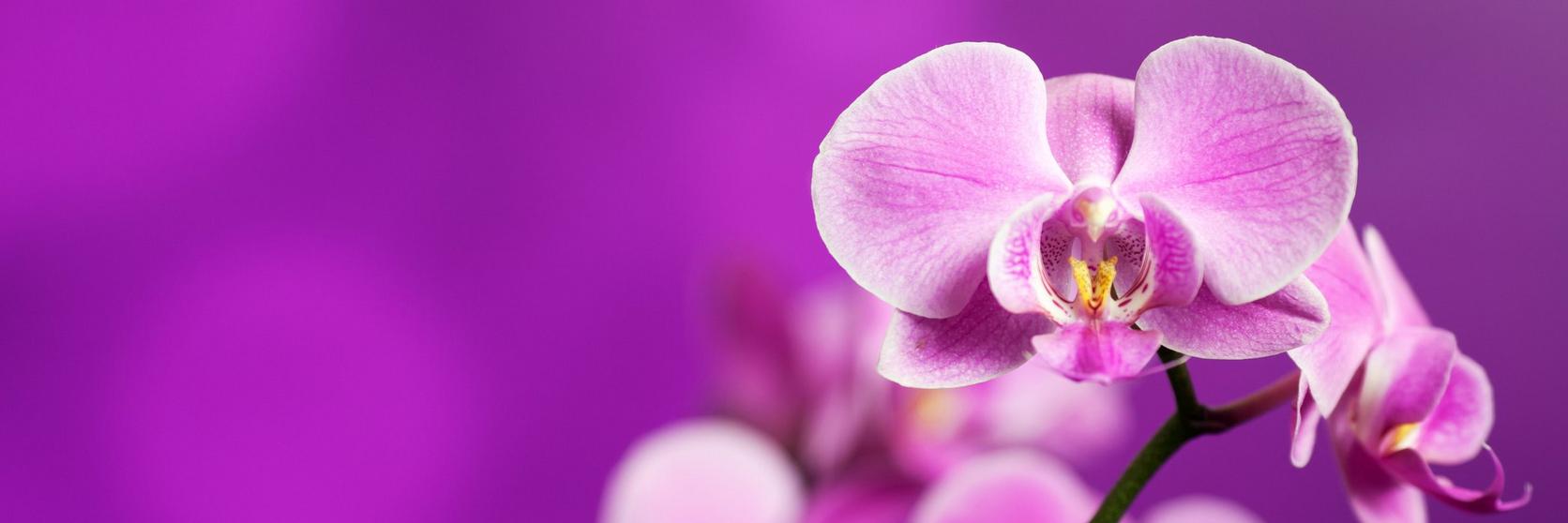 orchid-purple-flower