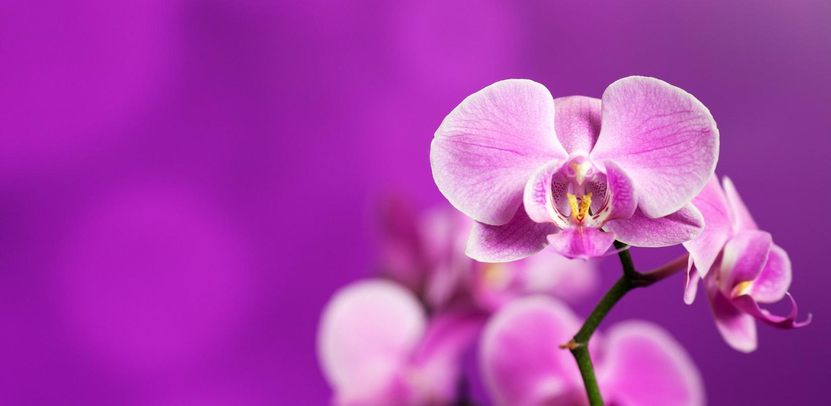 orchid-purple-flower