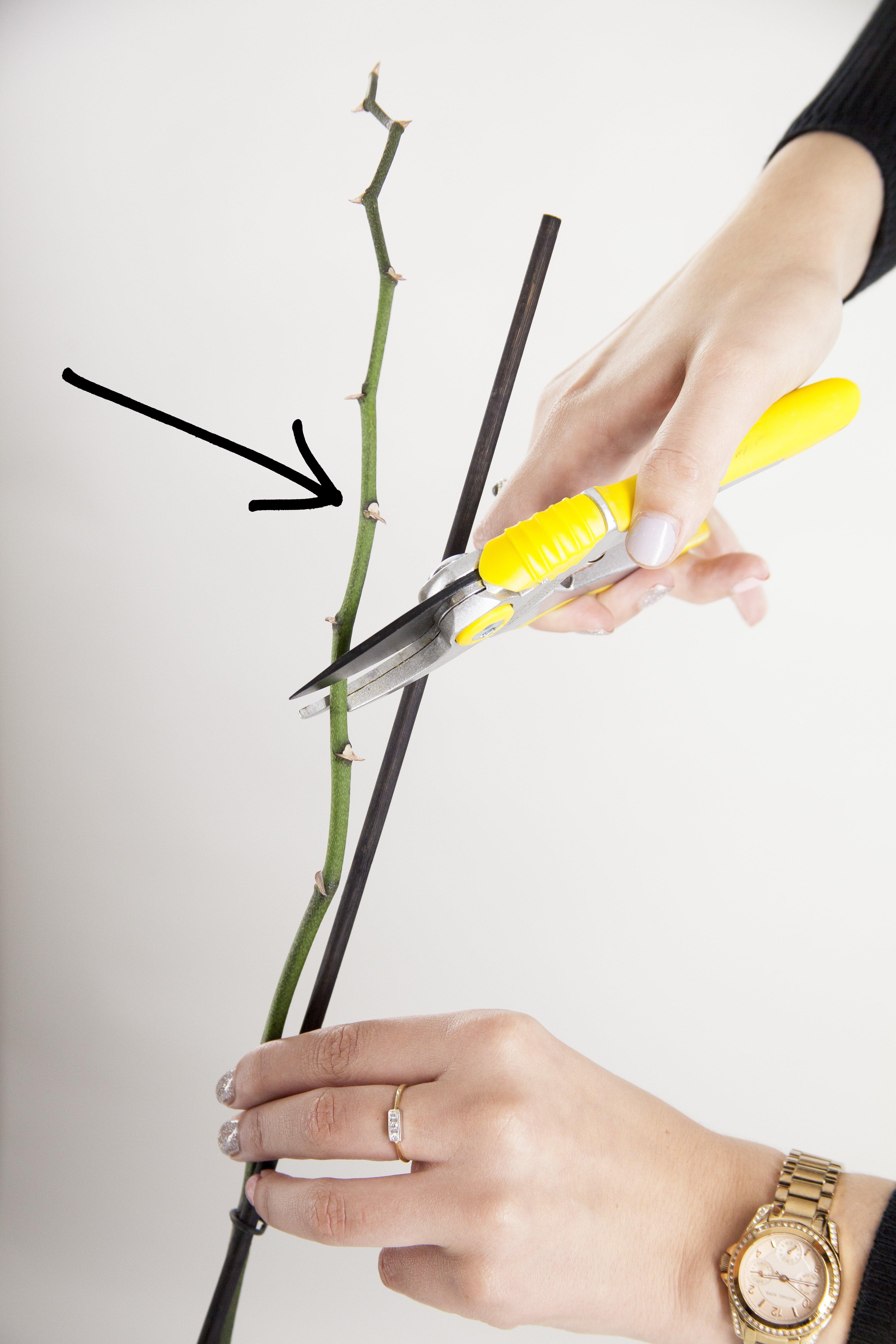 orchid-stem-prune-scissors