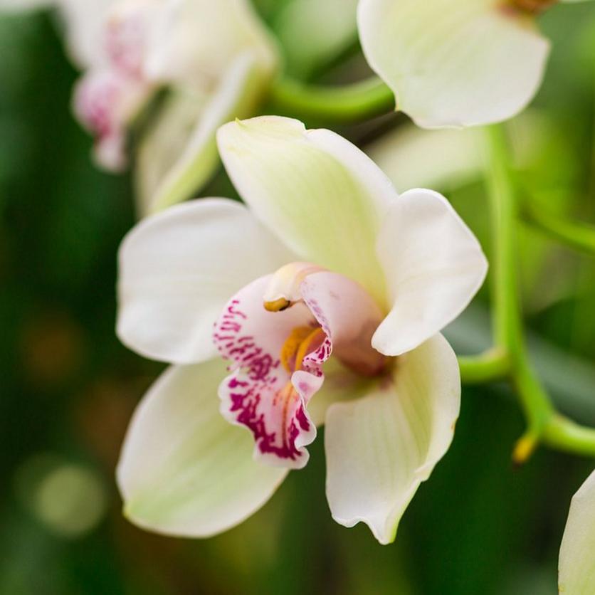 orchid-white-open-flowers