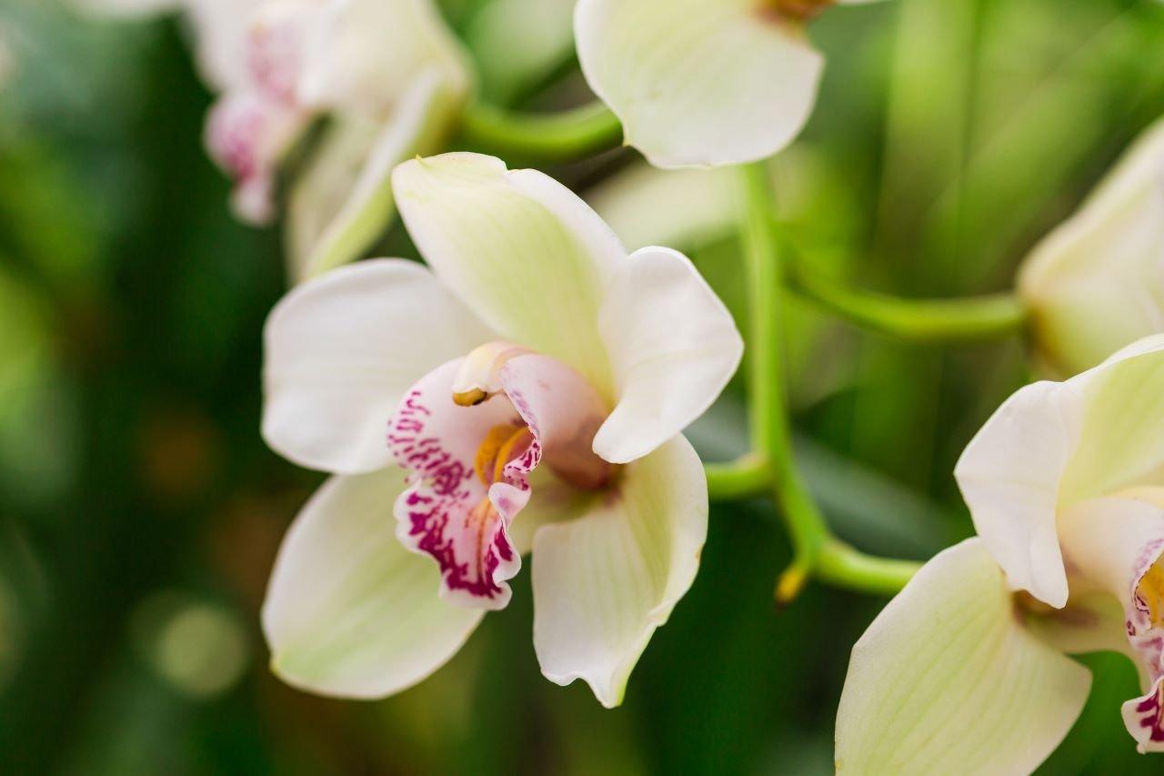 orchid-white-pink-flower