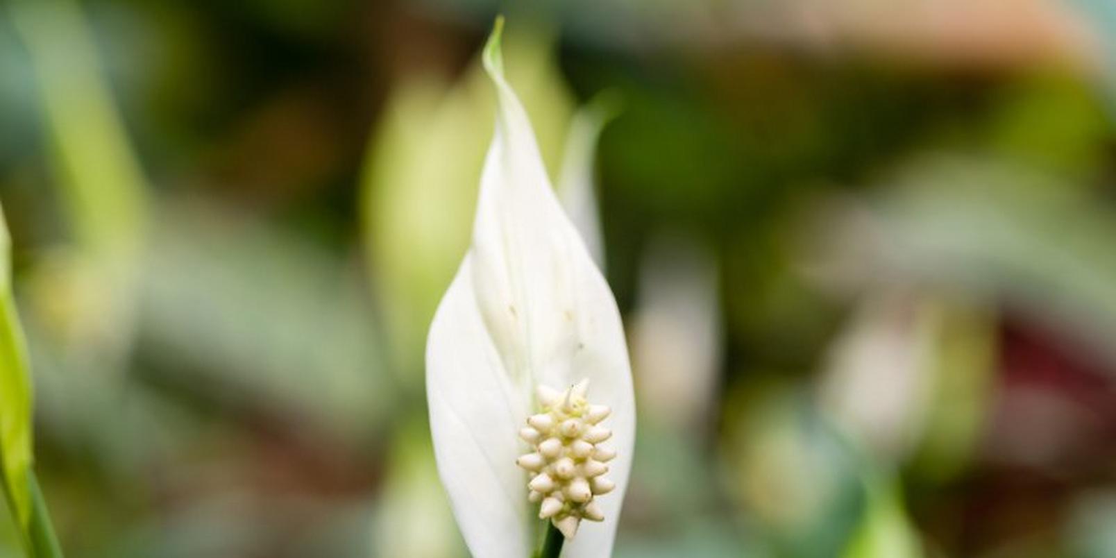 peace-lily-white-flower