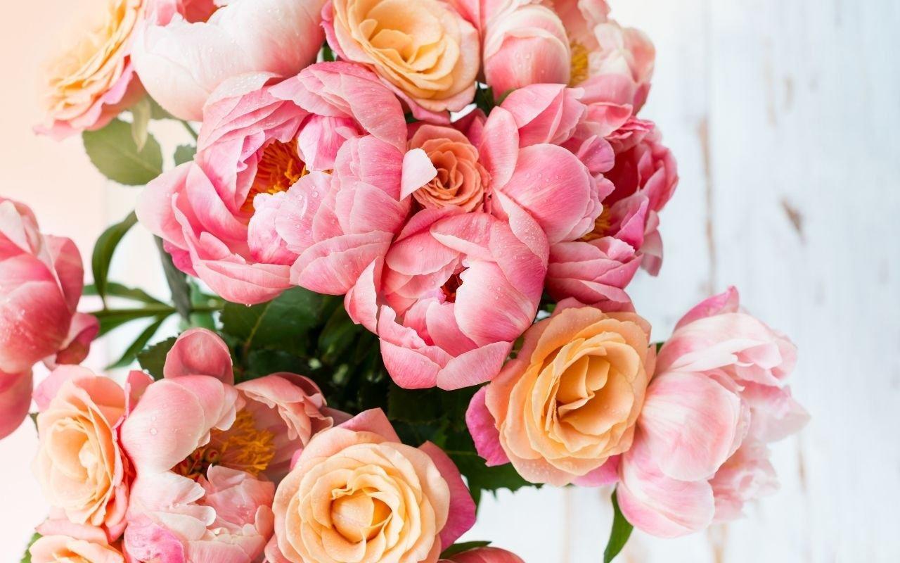 peonies-facts-that-may-surprise-you-3