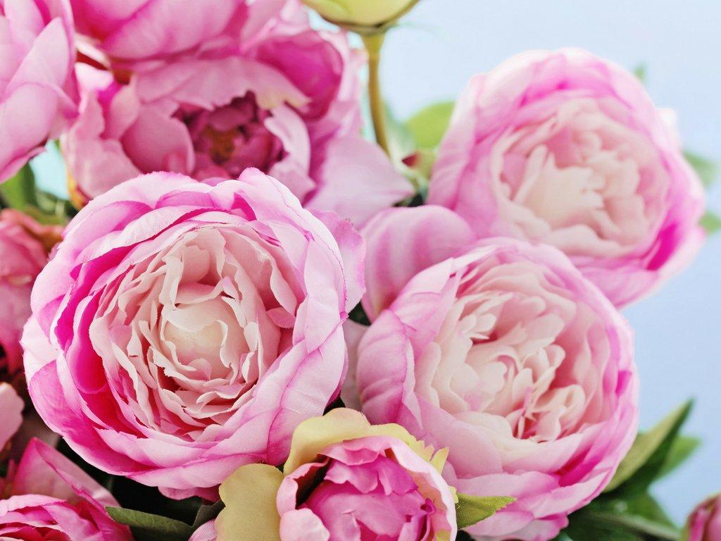 peonies-pink-flowers-close-up