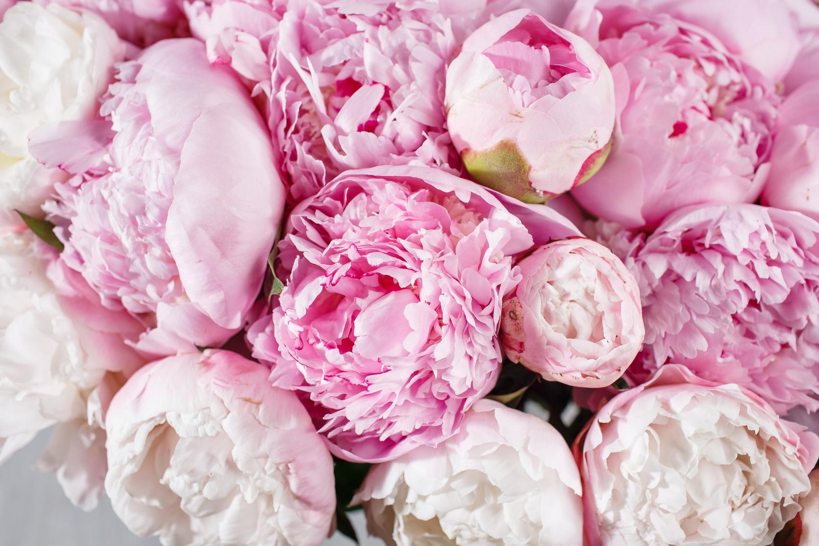 peony-pink-white-flowers