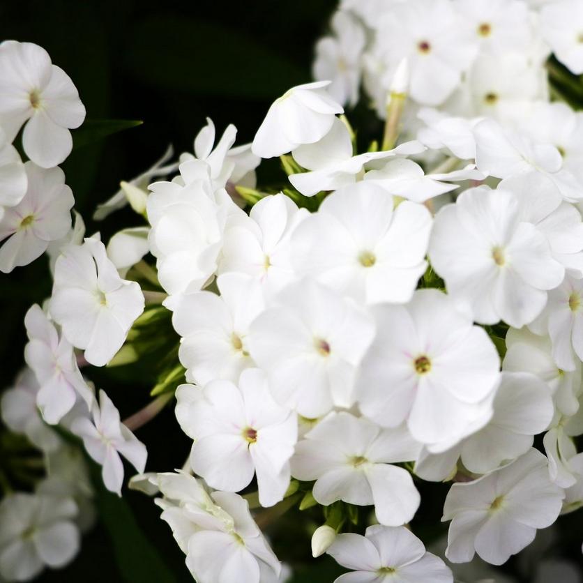 phlox-white-flowers