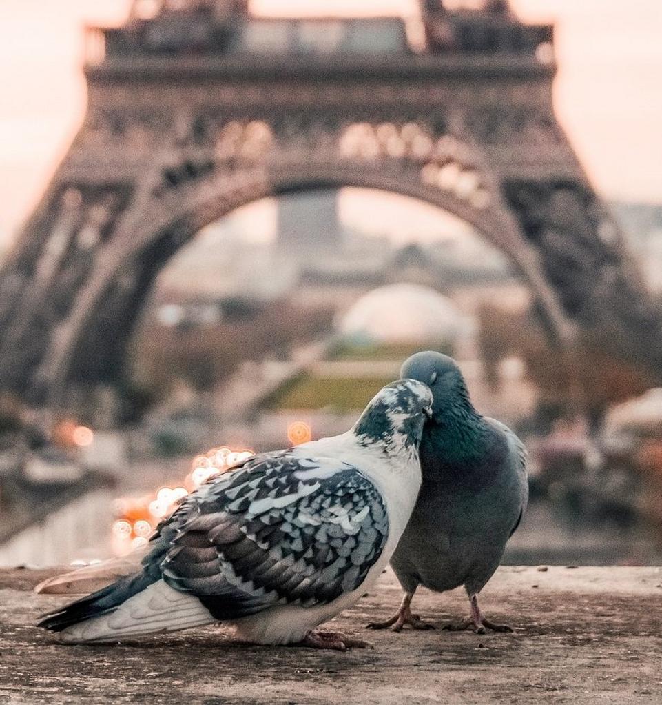 pidgeons-in-love-paris